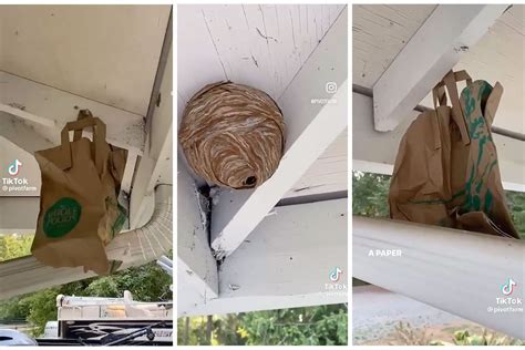 paper bag wasp tricks